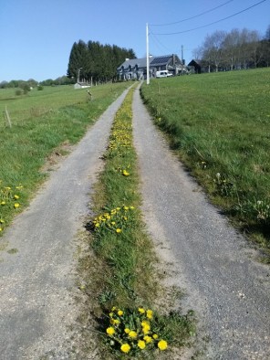 chemin des pissenlits